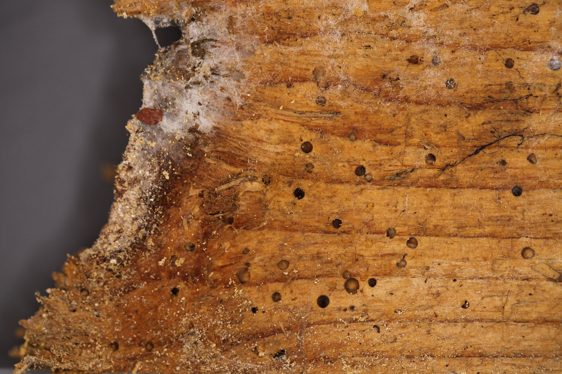 Holzschädlinge (Insekten und Pilze) – INTAG